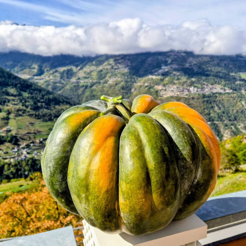 🍂🎃 Résultats du concours de la plus grosse courge !🎃🍂 🥳 Et les gagnants sont… 🥳 🏆 La plus grosse courge (au poids) revient à Madeleine, avec une courge de 20,600 kg! 🎃👏 🎯Le poids le mieux deviné revient à Rone, qui avait estimé le poids à 20,25 kg ! Bravo ! 🥳👏 Un grand merci à toutes et à tous pour votre participation! Il y avait du niveau cette année ! 😲 🍂 Bravo aux gagnants ! 🍂
